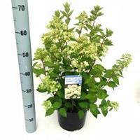 Plantenwinkel.nl Hydrangea Paniculata "Bombshell"® pluimhortensia - 30-35 cm - 1 stuks