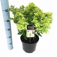 Plantenwinkel.nl Hydrangea Paniculata "Little Lime"® pluimhortensia - 35-40 cm - 1 stuks