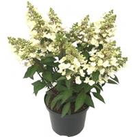 Plantenwinkel.nl Hydrangea Paniculata "Magical Vesuvio"® pluimhortensia