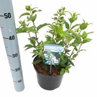 Plantenwinkel.nl Hydrangea Paniculata "Brussels Lace" pluimhortensia - 40-45 cm - 1 stuks