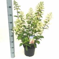 Plantenwinkel.nl Hydrangea Paniculata "Pinky Winky"® pluimhortensia - 40-45 cm - 1 stuks