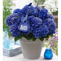 Plantenwinkel.nl Hydrangea Macrophylla Music Collection "Blue Boogiewoogie"® boerenhortensia - 25-30 cm - 1 stuks