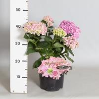 Plantenwinkel.nl Hydrangea Macrophylla "Double Flowers Pink"® boerenhortensia - 25-30 cm - 1 stuks
