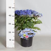 Plantenwinkel.nl Hydrangea Macrophylla "Double Flowers Blue"® boerenhortensia - 25-30 cm - 1 stuks