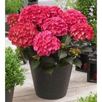 Plantenwinkel.nl Hydrangea Macrophylla "Black Diamond® Red Angel"® boerenhortensia - 25-30 cm - 1 stuks