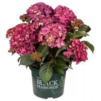 Plantenwinkel.nl Hydrangea Macrophylla "Black Diamond® Red Angel Purple"® boerenhortensia - 25-30 cm - 1 stuks