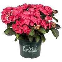 Plantenwinkel.nl Hydrangea Macrophylla "Black Diamond® Dark Angel"® schermhortensia - 25-30 cm - 1 stuks