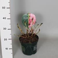 Plantenwinkel.nl Hydrangea Macrophylla "Black Diamond® Baroque Angel Pink"® boerenhortensia - 25-30 cm - 1 stuks