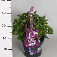 Plantenwinkel.nl Hydrangea Macrophylla Music Collection "Purple Punk"® boerenhortensia - 25-30 cm - 1 stuks