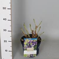 Plantenwinkel.nl Hydrangea Macrophylla "Magical Amethyst Blauw"® boerenhortensia - 25-30 cm - 1 stuks