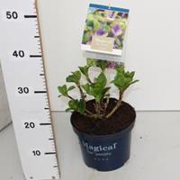 Plantenwinkel.nl Hydrangea Macrophylla "Magical Coral Blue"® boerenhortensia - 25-30 cm - 1 stuks