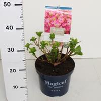 Plantenwinkel.nl Hydrangea Macrophylla "Magical Coral Pink"® boerenhortensia - 25-30 cm - 1 stuks