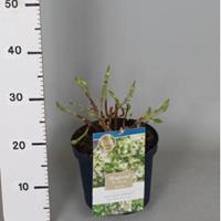 Plantenwinkel.nl Hydrangea Macrophylla "Magical Noblesse"® boerenhortensia - 25-30 cm - 1 stuks