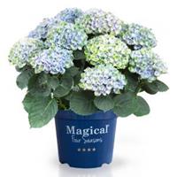 Plantenwinkel.nl Hydrangea Macrophylla "Magical Revolution Blue"® boerenhortensia - 25-30 cm - 1 stuks