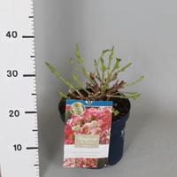 Plantenwinkel.nl Hydrangea Macrophylla "Magical Revolution Roze"® boerenhortensia - 25-30 cm - 1 stuks