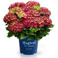 Plantenwinkel.nl Hydrangea Macrophylla "Magical Ruby Tuesday"® boerenhortensia - 25-30 cm - 1 stuks
