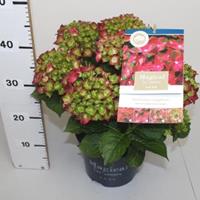 Plantenwinkel.nl Hydrangea Macrophylla "Magical Sapphire"® boerenhortensia - 25-30 cm - 1 stuks