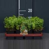 Plantenwinkel.nl Lievevrouwebedstro (galium odoratum) bodembedekker - 12 stuks