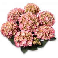 Plantenwinkel.nl Hydrangea Macrophylla Classic® "Adula Pink"® boerenhortensia