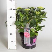 Plantenwinkel.nl Hydrangea Macrophylla Classic® "French Cancan"® boerenhortensia