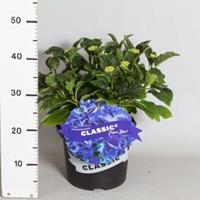 Plantenwinkel.nl Hydrangea Macrophylla Classic® "Fripon Blue"® boerenhortensia