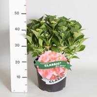Plantenwinkel.nl Hydrangea Macrophylla Classic® "Green Shadow"® boerenhortensia