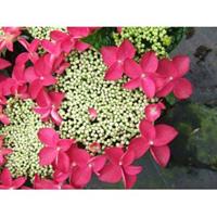 Plantenwinkel.nl Hydrangea Macrophylla Classic® "Lady In Red"® schermhortensia - 30-40 cm - 1 stuks