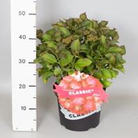 Plantenwinkel.nl Hydrangea Macrophylla Classic® "Selma"® boerenhortensia