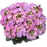 Plantenwinkel.nl Hydrangea Macrophylla Classic® "Tiffany Blue"® schermhortensia