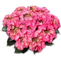 Plantenwinkel.nl Hydrangea Macrophylla Classic® "Tiffany Pink"® schermhortensia