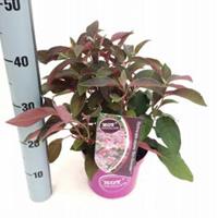 Plantenwinkel.nl Hydrangea Aspera "Hot Chocolate"® fluweelhortensia - 30-35 cm - 1 stuks