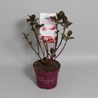 Plantenwinkel.nl Hydrangea Macrophylla "Charming® Sophia Pink"® boerenhortensia - 25-30 cm - 1 stuks