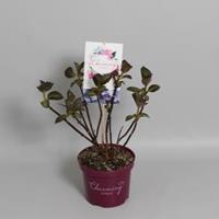 Plantenwinkel.nl Hydrangea Macrophylla "Charming® Sophia Blue"® boerenhortensia - 25-30 cm - 1 stuks
