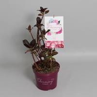 Plantenwinkel.nl Hydrangea Macrophylla "Charming® Lisa Pink"® boerenhortensia - 25-30 cm - 1 stuks