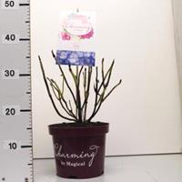 Plantenwinkel.nl Hydrangea Macrophylla "Charming® Lisa Blue"® boerenhortensia - 25-30 cm - 1 stuks