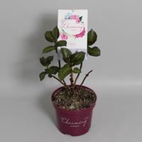 Plantenwinkel.nl Hydrangea Macrophylla "Charming® Claire Blue"® boerenhortensia - 25-30 cm - 1 stuks
