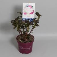Plantenwinkel.nl Hydrangea Macrophylla "Charming® Alice Blue"® boerenhortensia - 25-30 cm - 1 stuks