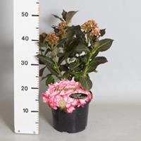 Plantenwinkel.nl Hydrangea Macrophylla "Miss Saori"® boerenhortensia