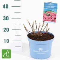 Plantenwinkel.nl Hydrangea Macrophylla "Endless Summer Bloomstar Pink"® boerenhortensia - 50-70 cm - 1 stuks