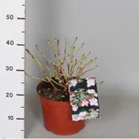 Plantenwinkel.nl Hydrangea Macrophylla "Hovaria Love You Kiss" schermhortensia
