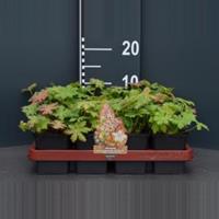 Plantenwinkel.nl Ooievaarsbek (geranium macrorrhizum "Spessart") bodembedekker - 12 stuks