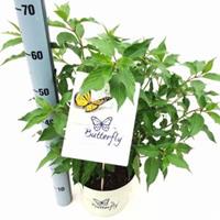 Plantenwinkel.nl Hydrangea Paniculata "Butterfly"® pluimhortensia - 60-65 cm - 1 stuks