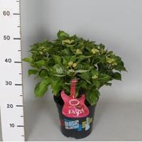 Plantenwinkel.nl Hydrangea Macrophylla Music Collection "Pink Pop"® boerenhortensia - 30-40 cm - 1 stuks
