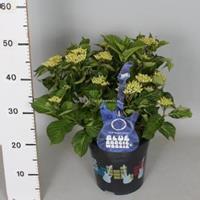 Plantenwinkel.nl Hydrangea Macrophylla Music Collection "Blue Boogiewoogie"® boerenhortensia - 30-40 cm - 1 stuks