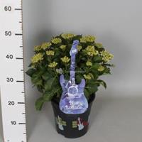 Plantenwinkel.nl Hydrangea Macrophylla Music Collection "Blue Ballad"® boerenhortensia - 30-40 cm - 1 stuks