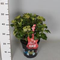 Plantenwinkel.nl Hydrangea Macrophylla Music Collection "Red Reggae"® boerenhortensia - 30-40 cm - 1 stuks