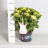 Plantenwinkel.nl Hydrangea Macrophylla Music Collection "Soft Pink Salsa"® boerenhortensia - 30-40 cm - 1 stuks