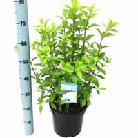 Plantenwinkel.nl Hydrangea Paniculata "Limelight"® pluimhortensia - 30-40 cm - 1 stuks