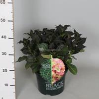 Plantenwinkel.nl Hydrangea Macrophylla "Black Diamond® Red Angel"® boerenhortensia - 30-40 cm - 1 stuks