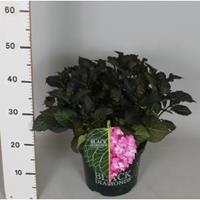 Plantenwinkel.nl Hydrangea Macrophylla "Black Diamond® Red Angel Purple"® boerenhortensia - 30-40 cm - 1 stuks
